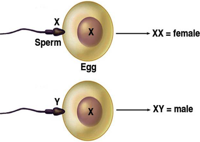<Tình trùng X gặp trứng sẽ ra thai nhi giới tính nữ. Tinh trùng Y sẽ ra giới tính nam.>