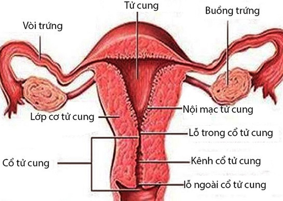 Tìm hiểu về dấu hiệu dày nội mạc tử cung